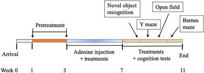 Bioactive nutraceuticals oligo-lactic acid and fermented soy extract alleviate cognitive decline in mice in part via anti-neuroinflammation and modulation of gut microbiota